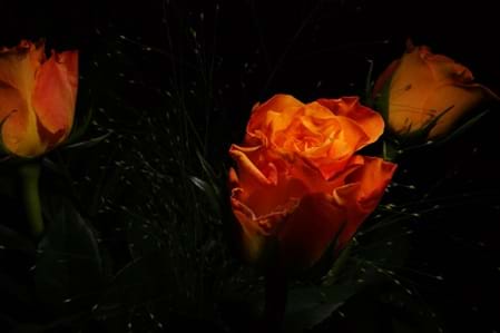 "Glowing Roses"