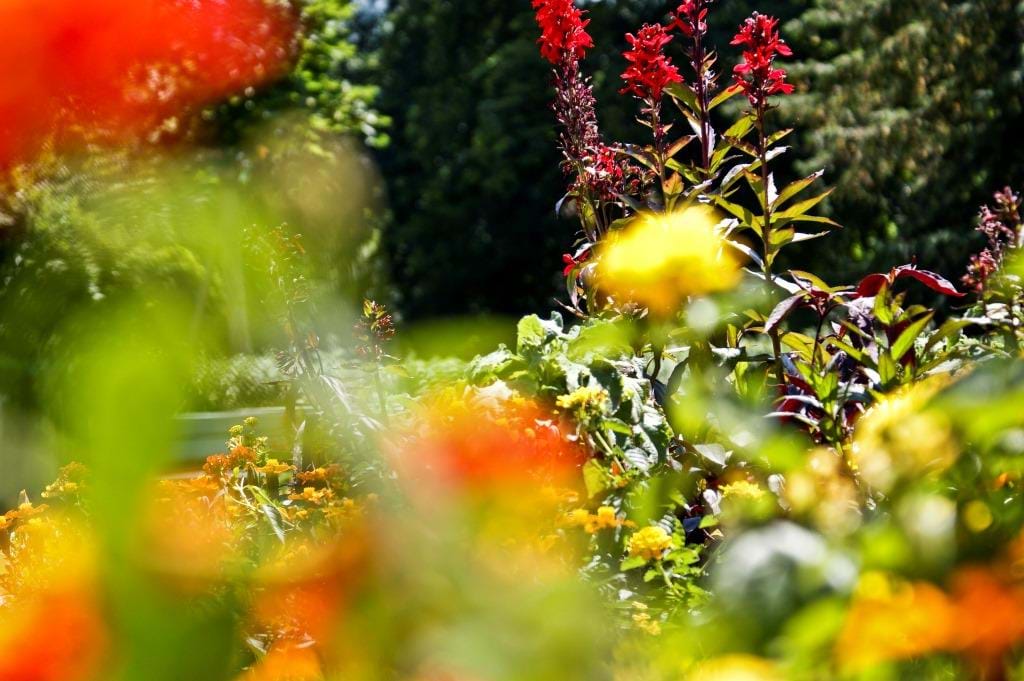 Chrigel's Art 4 You "Durchsichtige Blumen"
